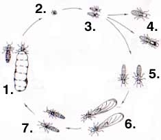 Life Cycle of Termite